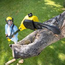 Professional Tree Removal and Landscaping Services in Briggs, OK